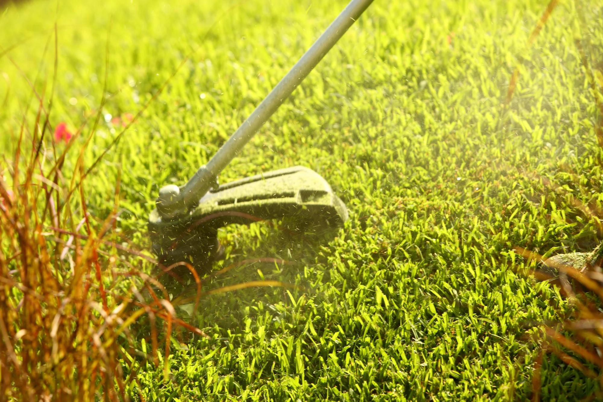 Echo Trimmer SRM 3020T Echo Srm Series Trimmer Srm 3020T Trimmer Grass product image