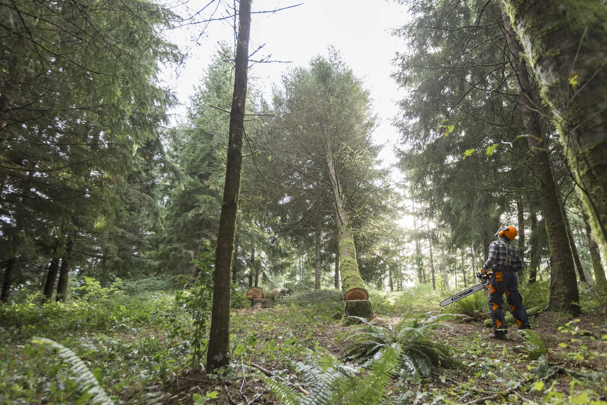 Stihl Chainsaw MS 500i Stihl Ms Series Chainsaw Ms 500I Forest Work Scene product image