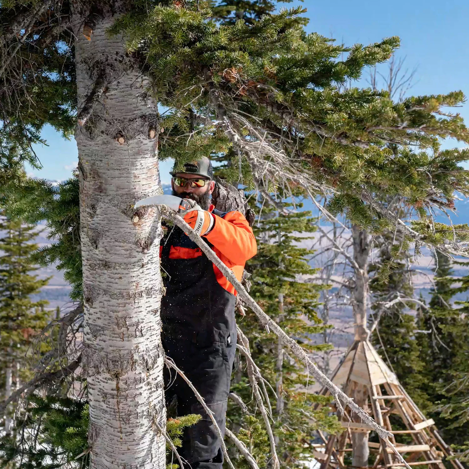 STIHL Ps Series Pole Pruners Precision Curved Or Ground Blade Design feature image
