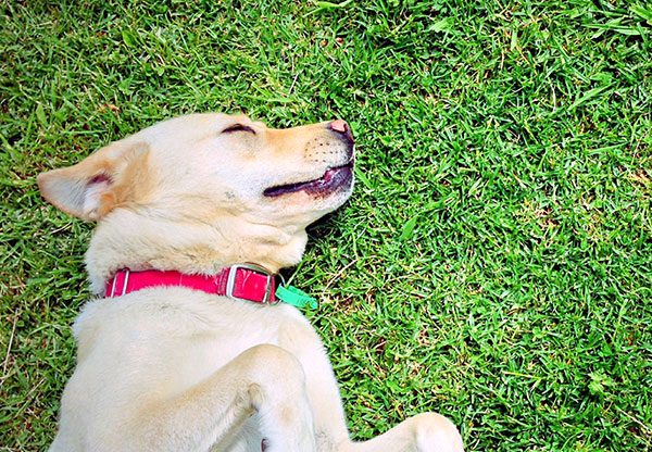 How To Prevent Pet Lawn Damage - Weingartz Expert Advice