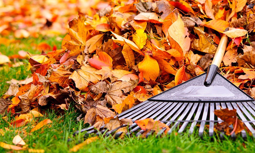 No-More-Raking - Featured Image