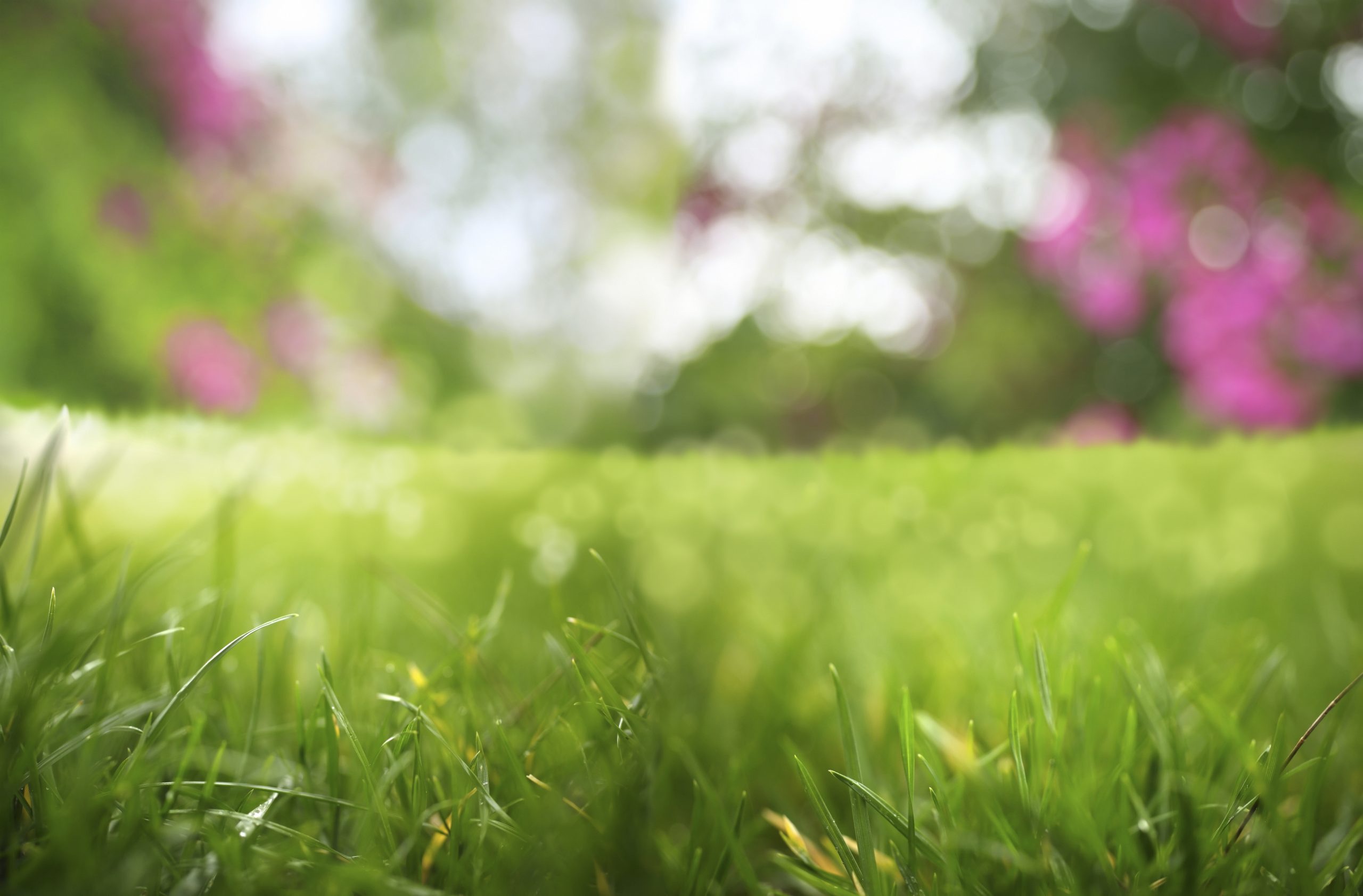 5 Common Lawn Care Problems and Solutions