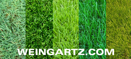 Different Types of Grasses h-types-of-grass