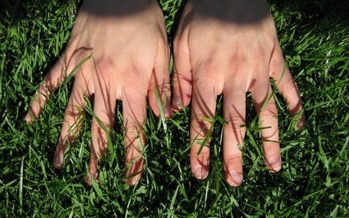 Types of Grass