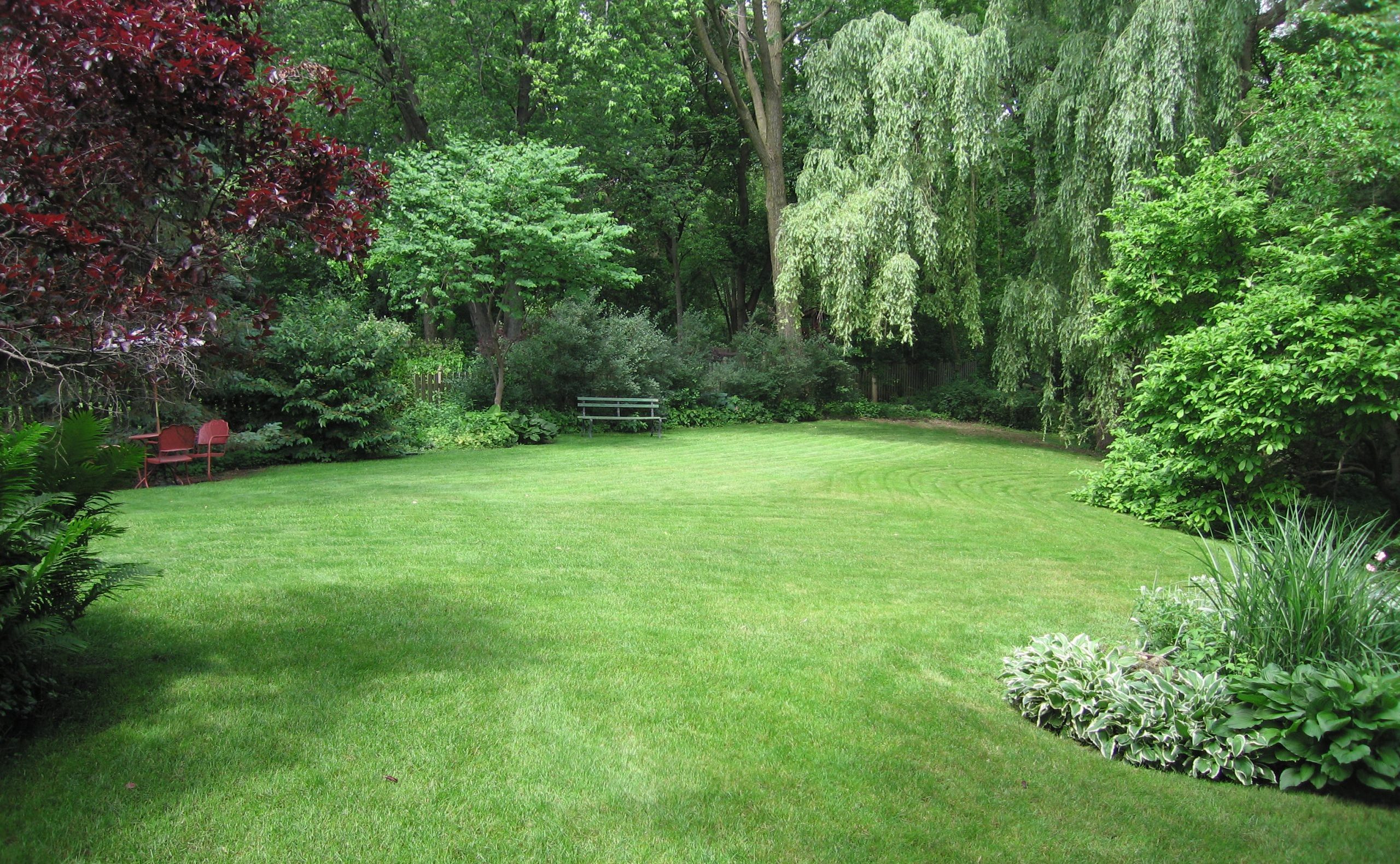 Common Weeds to Identify and Keep off Your Lawn
