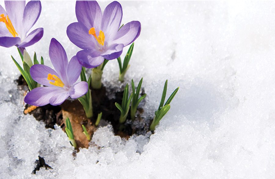 How to Prepare Outdoor Plants for Cold Weather