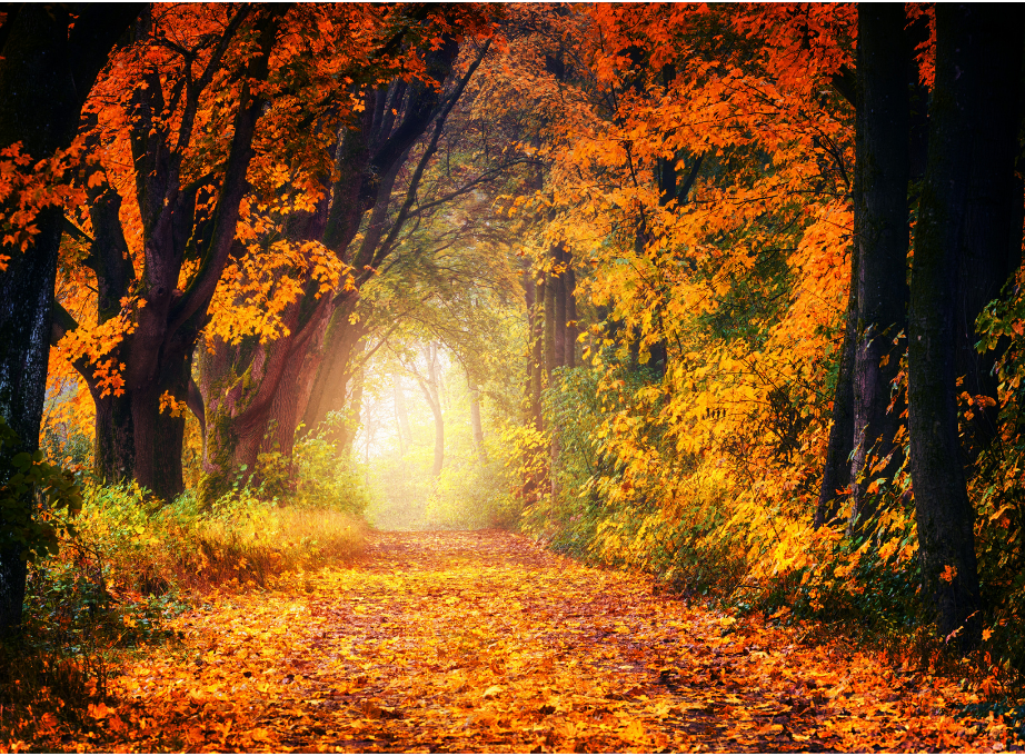 CHANGING LANDSCAPES