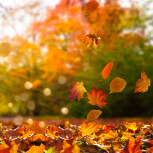 leaves