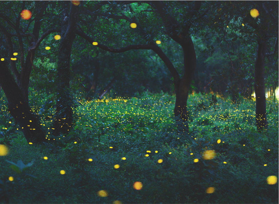 FIREWORKS OR FIREFLIES