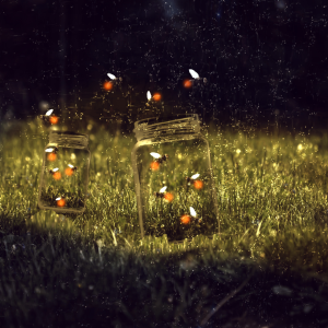 Fireflies