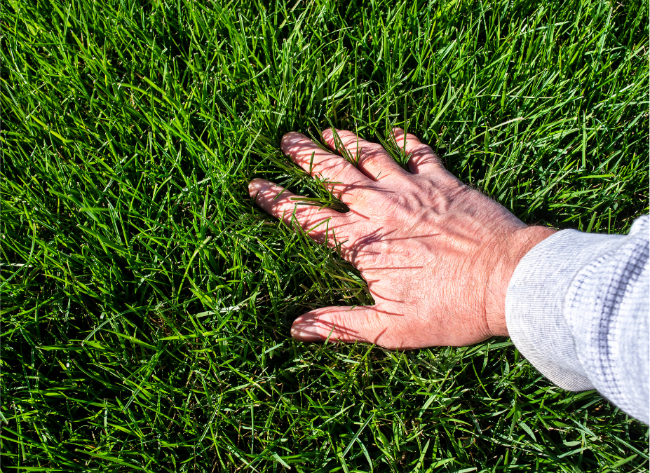 BENEFITS OF MULCHING VS. BAGGING LAWN CLIPPINGS